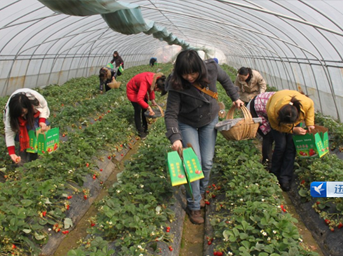 公司舉行“三八節(jié)”草莓采摘活動